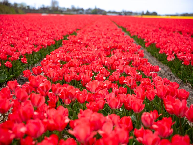Flower fields around Lisse